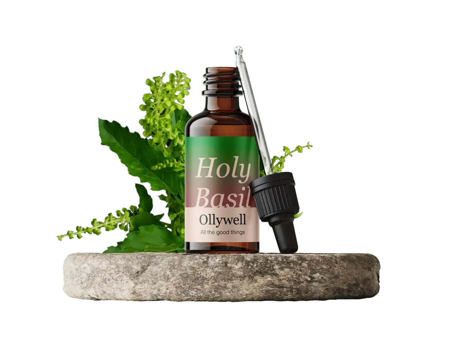 Basilic sacré : Équilibre+